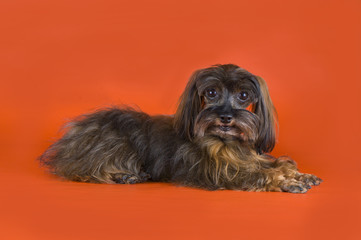Dog Breed the Petersburg orchid on orange background