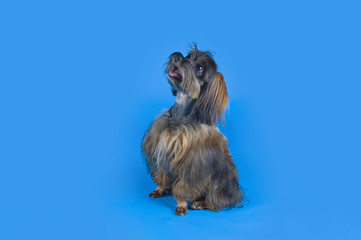 Dog Breed the Petersburg orchid on blue background