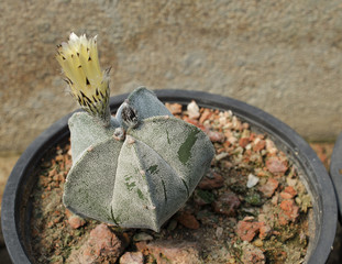 Cactus flower growing ion pot