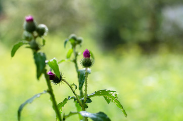 Obraz premium thistle