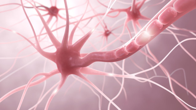 Nervenzellen, Myelinscheide, Neuronen - 3D Illustration