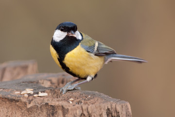 Obraz premium Kohlmeise