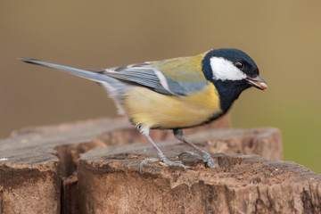 Fototapeta premium Kohlmeise