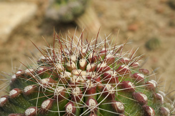 Cactus thorns macro background stock photo