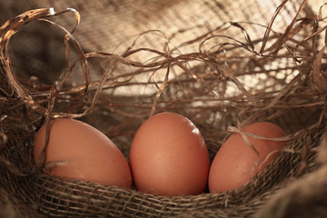 chicken eggs on the farm