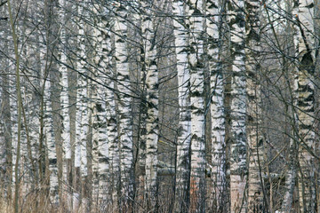 birch trunks forest