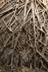 Tropical banyan tree roots texture