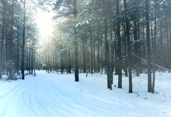 pine forest, winter, snow