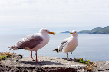 Laridae
