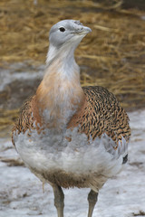 Portrait of a Great Bustard on a background of snow and dry gras