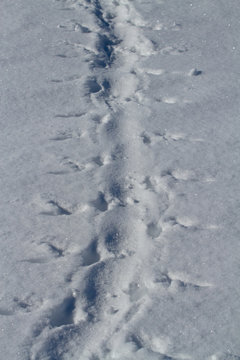 footprints in the snow Adelie penguin who crawled on his belly w