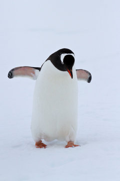 Gentoo penguin walking on snow winter overcast day