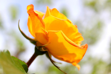 黄色のバラ