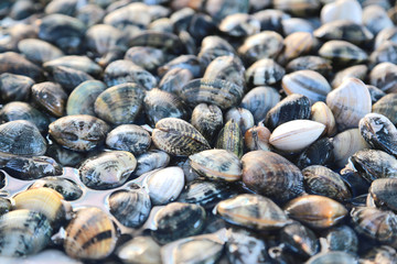 frische Venusmuscheln