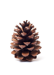 Pine cone