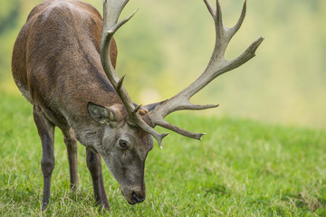Cervus elaphus - deer