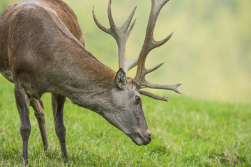 Cervus elaphus - deer