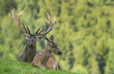 Cervus elaphus - deer with his herd