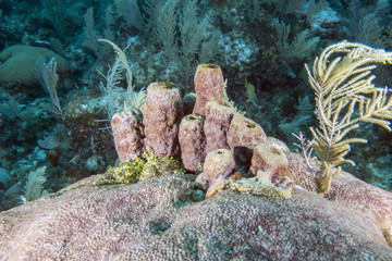 Underwater coral reef