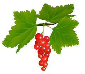 redcurrant