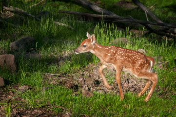 White-Tailed Deer Fawn (Odocoileus virginianus) Moves Left