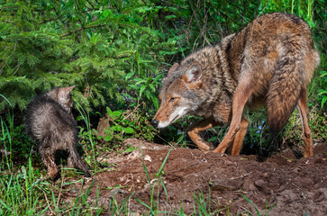 Coyote (Canis latrans) and Pup Stand Off