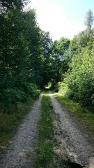 Fototapeta na wymiar Chemin en forêt