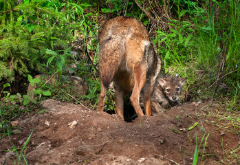 Coyote Pup (Canis latrans) Looks Out from Den While Adult Digs