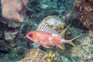 Fototapeta na wymiar longspine squirrelfish