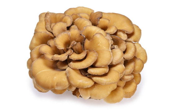 Maitake Mushroom