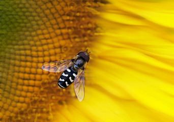 Close-up photo of a hoverfly feeding on a Sunflower