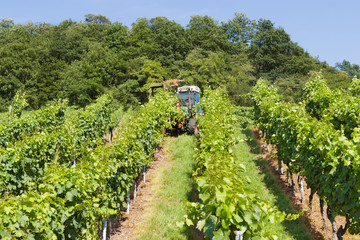 Weinreben im Weinberg