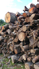 tas de bois en forêt