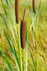 Bulrush plants © nadin333