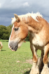 Obraz premium cheval de labours