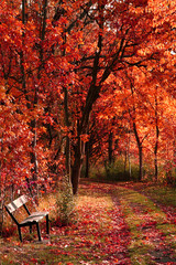 bench in the autumn park