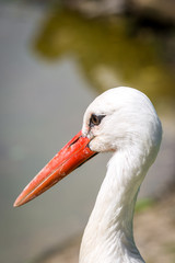 Storch