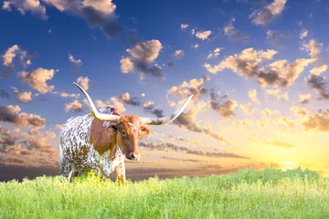 Photo sur Plexiglas Vache Longhorn Cow