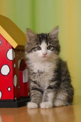 Norwegische Waldkatze