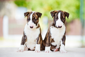 two adorable bull terrier puppies