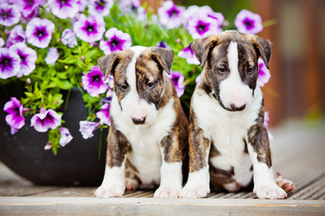 two brindle bull terriers in flowers