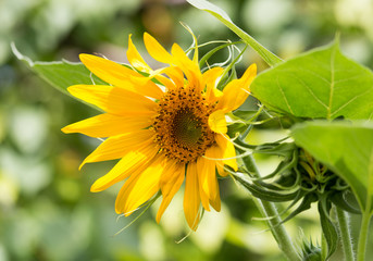 Fototapeta premium sunflower on nature