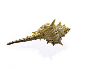 shell isolated on white background