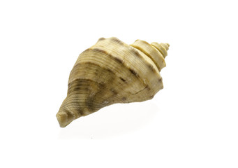 shell isolated on white background