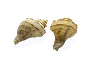 shell isolated on white background
