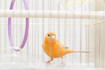 bird in a cage