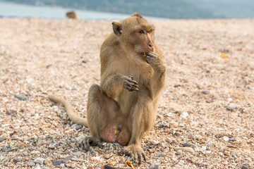 Monkey. Crab-eating macaque. Asia Thailand