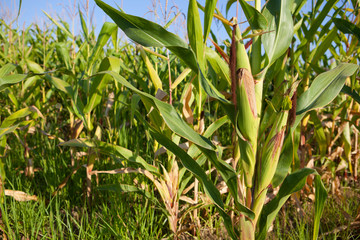Ears of young corn in field