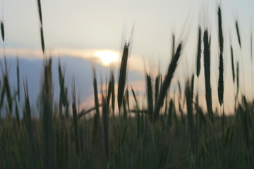 Fototapeta premium Der Zukunft Brot