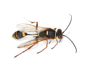yellow black wasp isolated on white